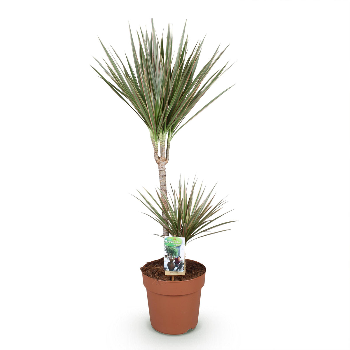 Green BoutiQ - Green is... Kamerplanten - Dracaena Marginata Bicolor - Drakenbloedboom - Weinig onderhoud - Groen - 1 Plant - Pot 21cm - Hoogte 90-100cm