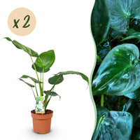 Green BoutiQ - Green is... Kamerplanten - Alocasia Cucullata - Boeddha,s hand - Weinig onderhoud - Groen - 2 Planten - Pot 17cm - Hoogte 60-65cm
