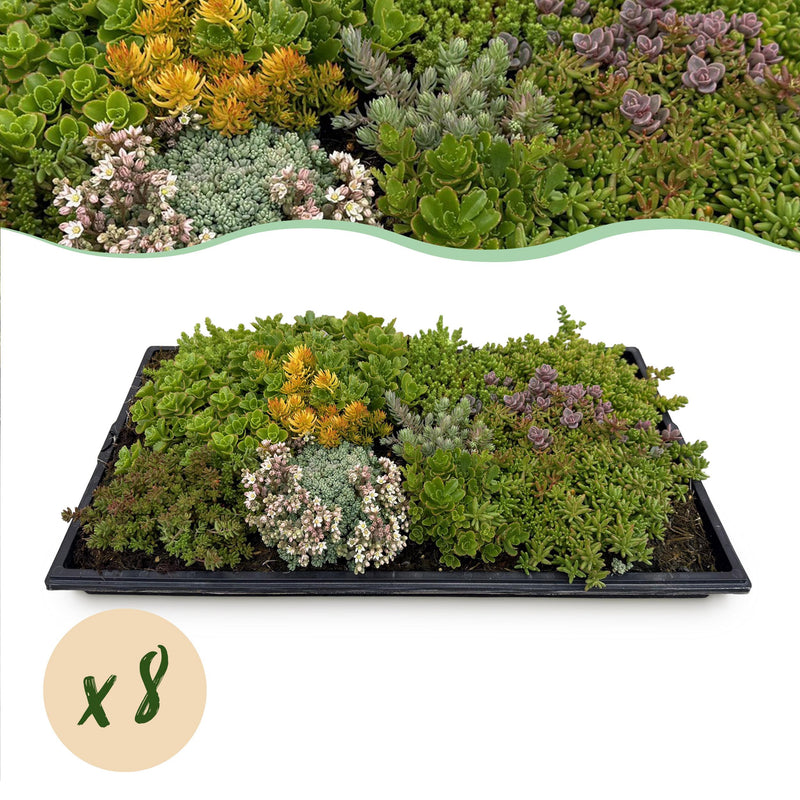 Green boutiQ - Bodembedekker - Winterhard - Sedum mat - Bestaat uit 10 soorten - X8 - Weinig Onderhoud - Lengte 50 Breedte 30