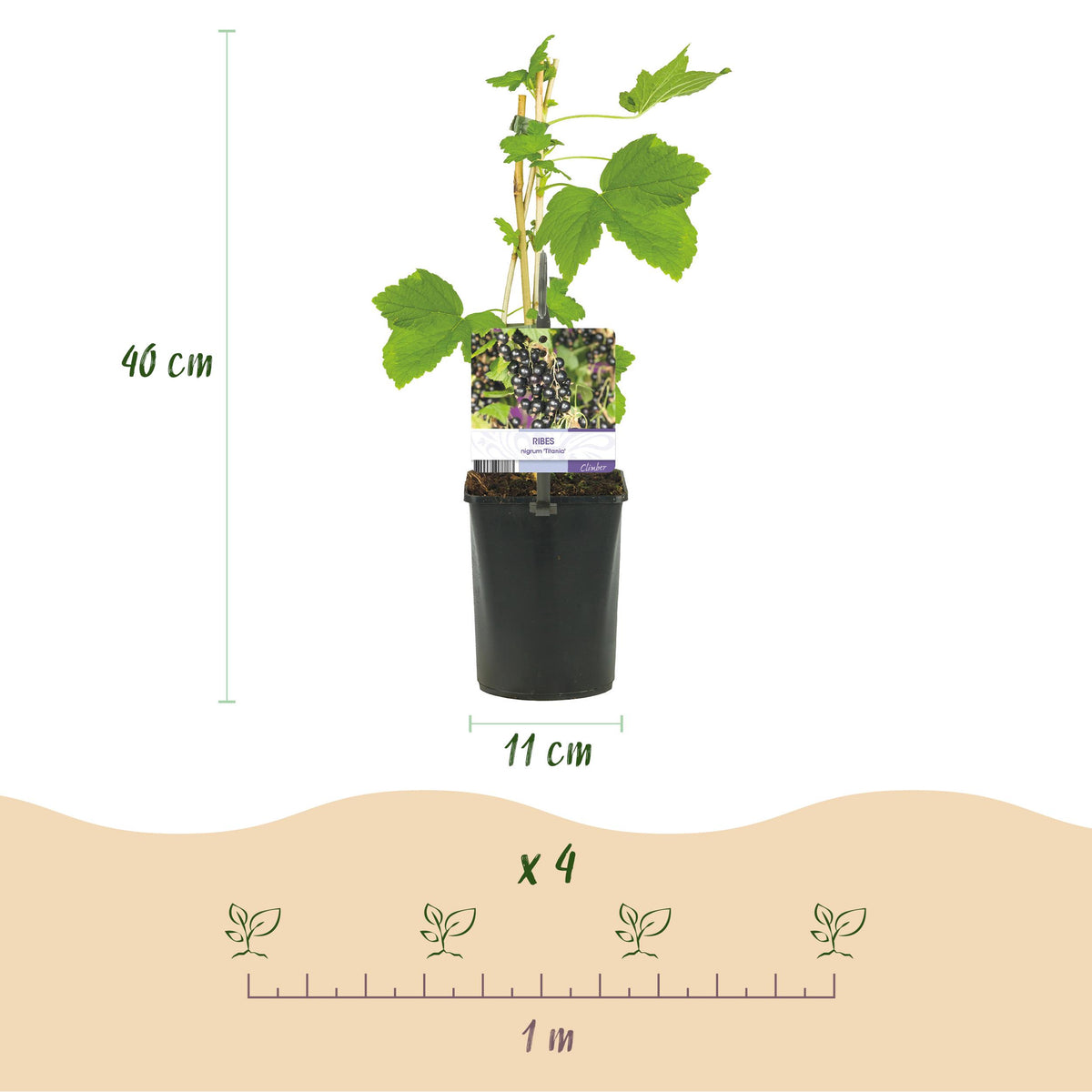 Green boutiQ - Fruitplant - Zwarte bes - Ribes nigrum Titania - Zwarte Bes - 2 planten -  Pot 11cm Hoogte 40cm