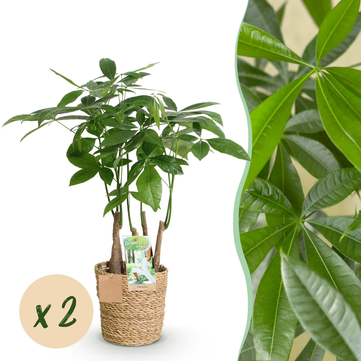 Green BoutiQ - Green is... Kamerplanten - Pachira Aquatica multi stam - Geldboom - Weinig onderhoud - met mand - Groen - 2 Planten - Pot 17cm - Hoogte 50-55cm