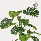 plante artificielle - Monstera - Plante à trous - 180 cm