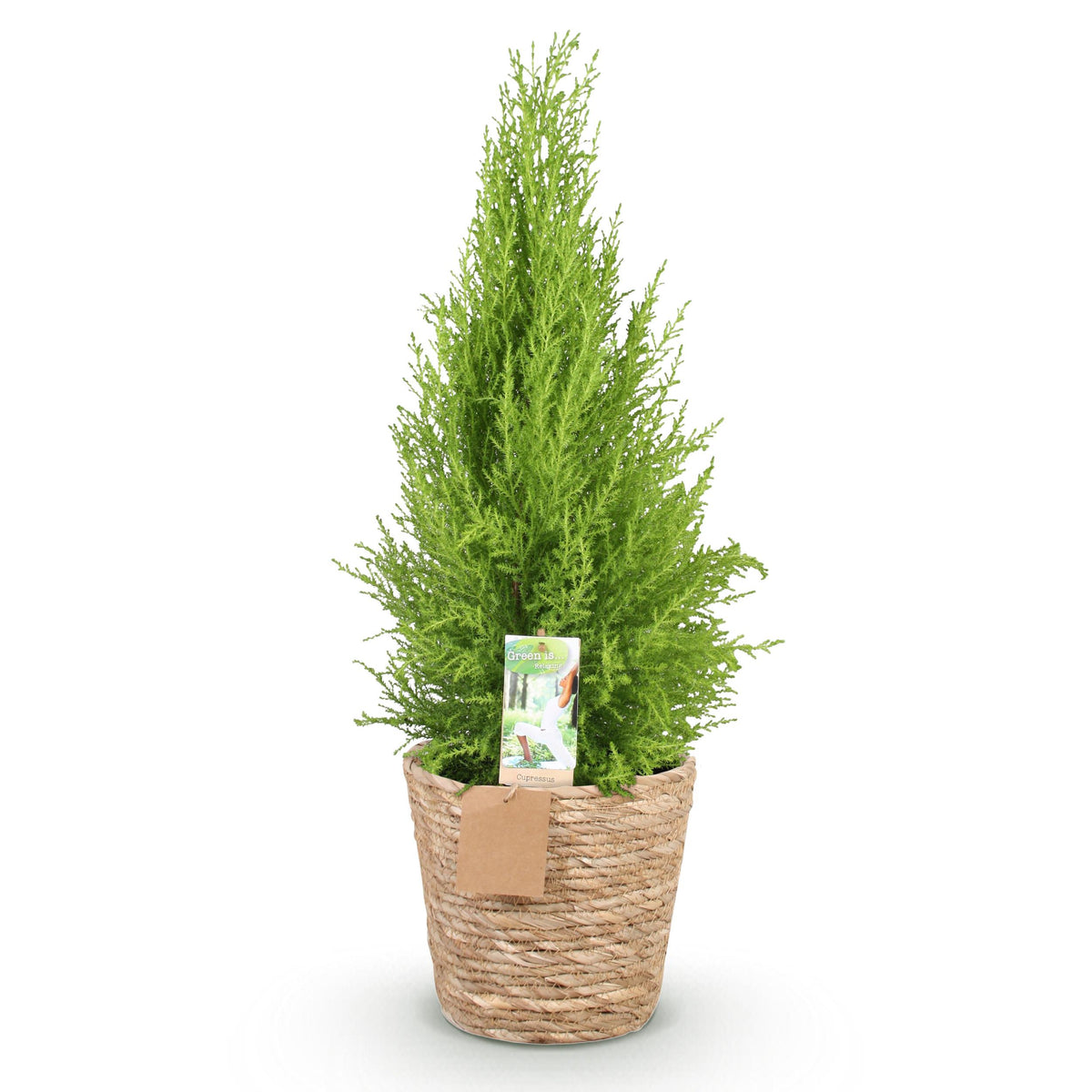 Green BoutiQ - Green is... Kamerplanten - Cupressus Gold Crest Wilma - Kamer conifeer - Weinig onderhoud - met mand - Groen - 1 Plant - Pot 21cm - Hoogte 85-95cm