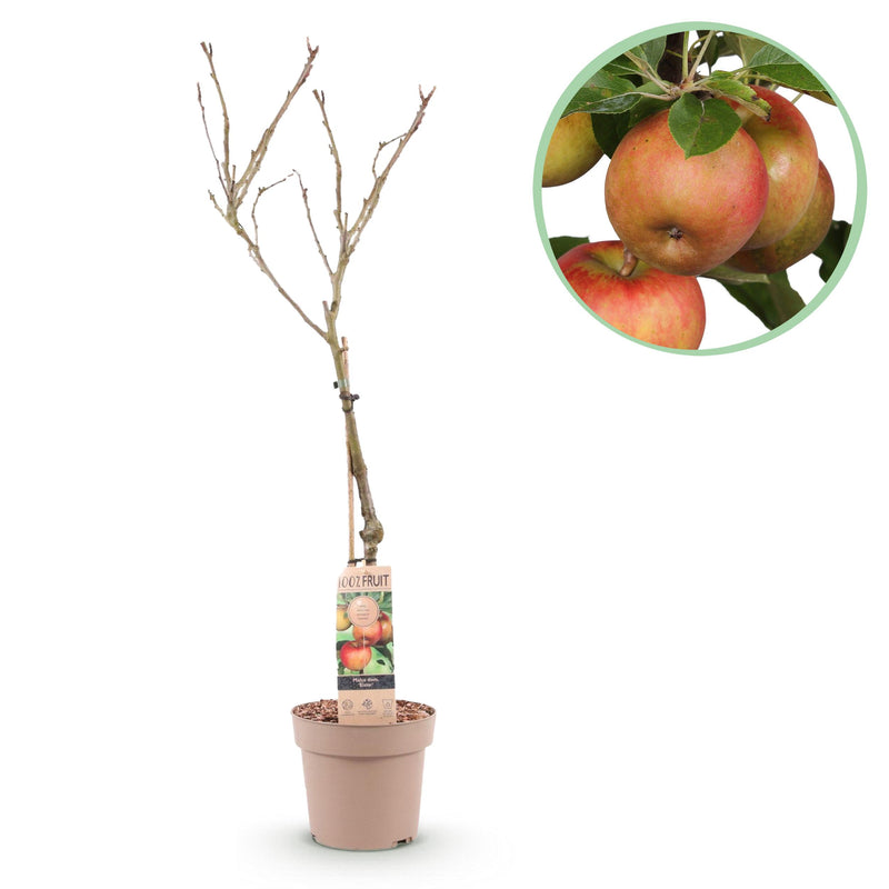 Green boutiQ - Fruitplant - Appelboom - Malus domestica Elstar - Rode groene Appel - Pot 21cm Hoogte 90cm