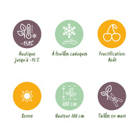 Green boutiQ - Fruitplant - Gele Kiwi - Actinidia deliciosa Golden Kiwi - Gele Vrucht - 2 planten - Pot 15cm Hoogte 50cm