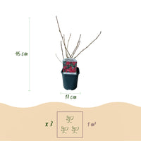 Green boutiQ - Heesters - Deutzia Gracilis
