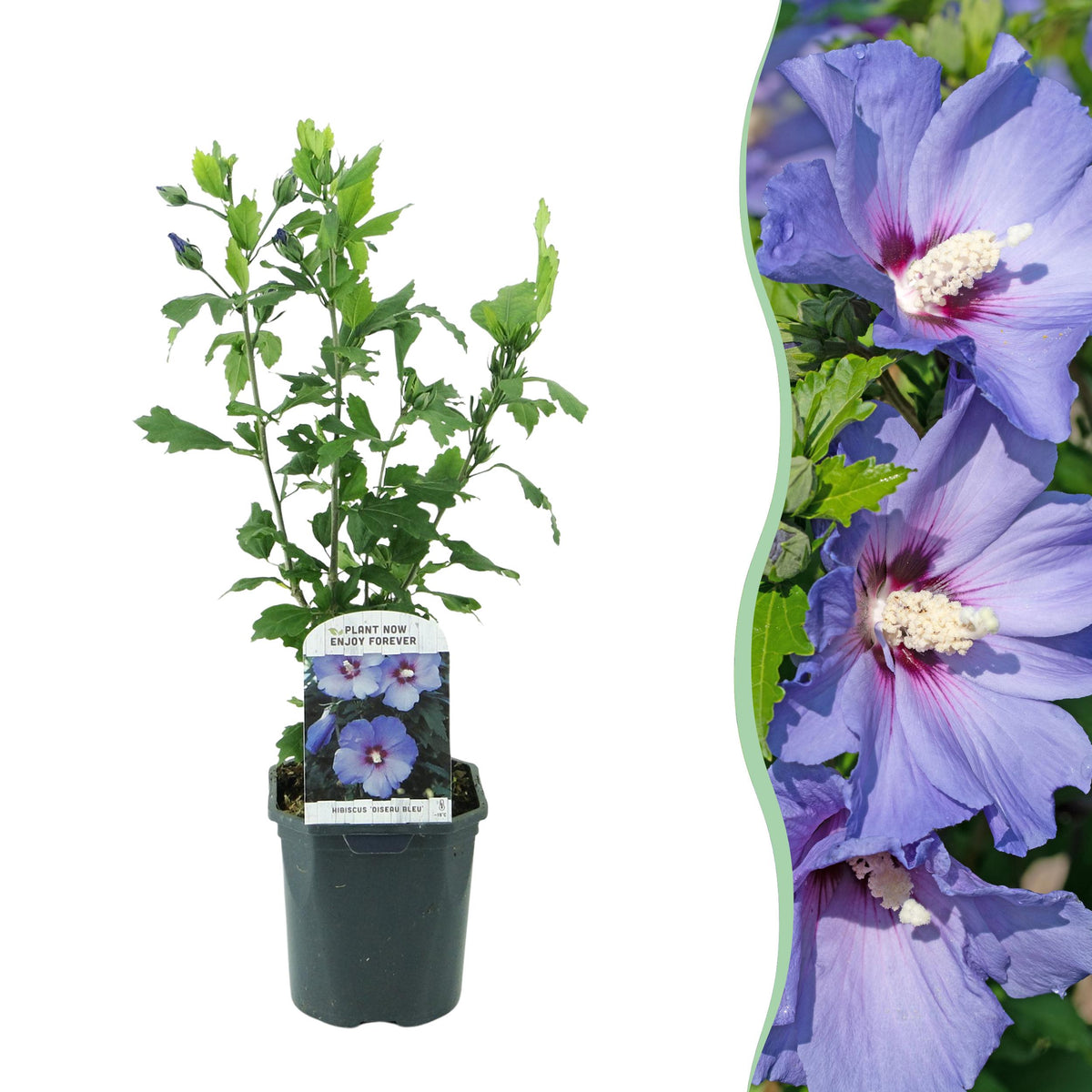 Green boutiQ - Heesters - Hibiscus syriacus Oiseau Blue - Bloem Blauw - 1 Plant - Bladverliezend - Weinig Onderhoud - Pot 17cm Hoogte 45cm