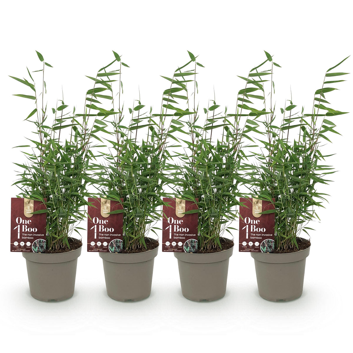 Green boutiQ - Bamboe - Fargesia Red Dragon - Groen - 4 Planten - Bladhoudend - Niet Woekerend- Pot 14cm Hoogte 35cm