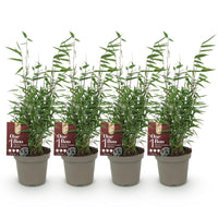 Green boutiQ - Bamboe - Fargesia Red Dragon - Groen - 4 Planten - Bladhoudend - Niet Woekerend- Pot 14cm Hoogte 35cm