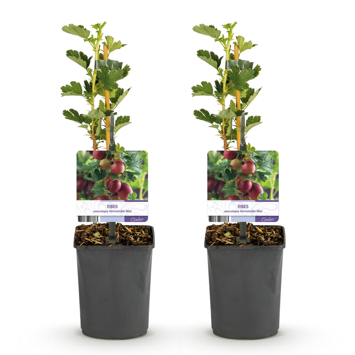 Green boutiQ - Fruitplant - Kruisbes - Ribes uva-crispa  Hinnomäki Röd - Rode Bes - 2 planten -  Pot 11cm Hoogte 40cm