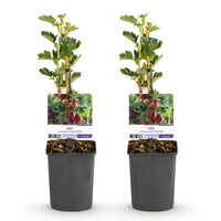 Green boutiQ - Fruitplant - Kruisbes - Ribes uva-crispa  Hinnomäki Röd - Rode Bes - 2 planten -  Pot 11cm Hoogte 40cm