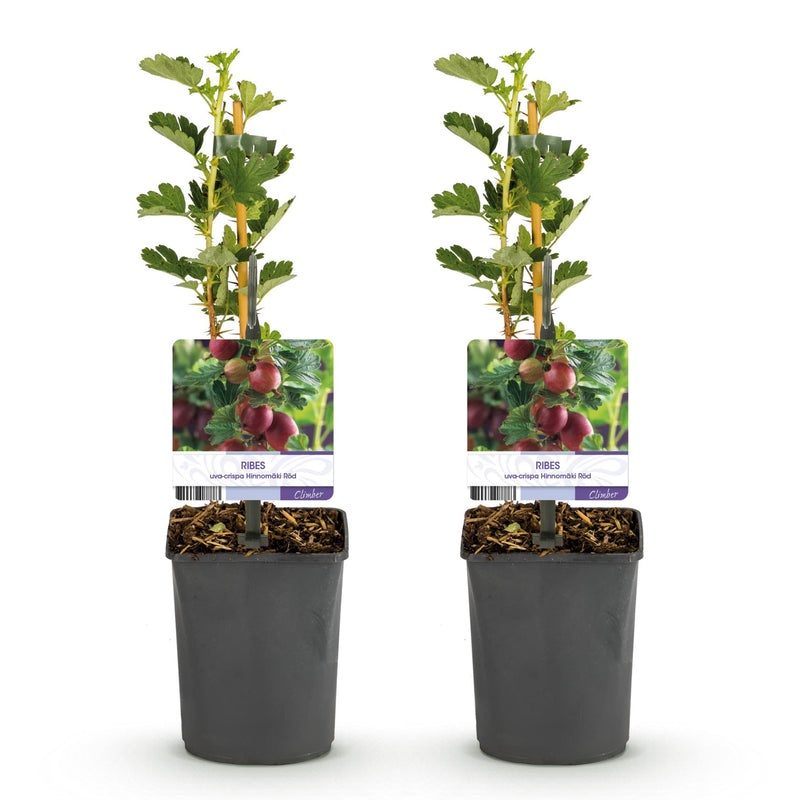 Green boutiQ - Fruitplant - Kruisbes - Ribes uva-crispa  Hinnomäki Röd - Rode Bes - 2 planten -  Pot 11cm Hoogte 40cm