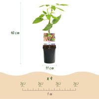 Green boutiQ - Fruitplant - Taybes - Rubus Tayberry  - Rode Vrucht - 2 planten -  Pot 11cm Hoogte 40cm