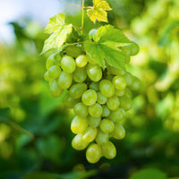 Green boutiQ - Fruitplant - Witte Druif -  Vitis vinifera Himrod - Pitloos - 2 planten - Pot 15cm Hoogte 50cm