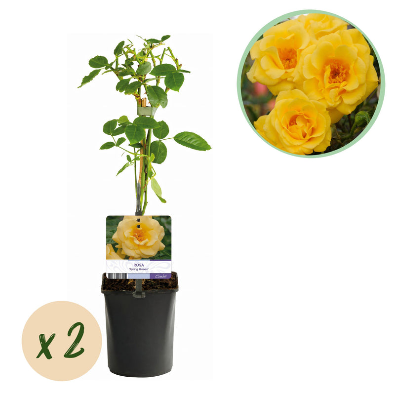 Green boutiQ - Klimroos - Rosa Spring Queen -Bloem  Geel - Weinig onderhoud - 2 planten - Pot 11cm Hoogte 40cm