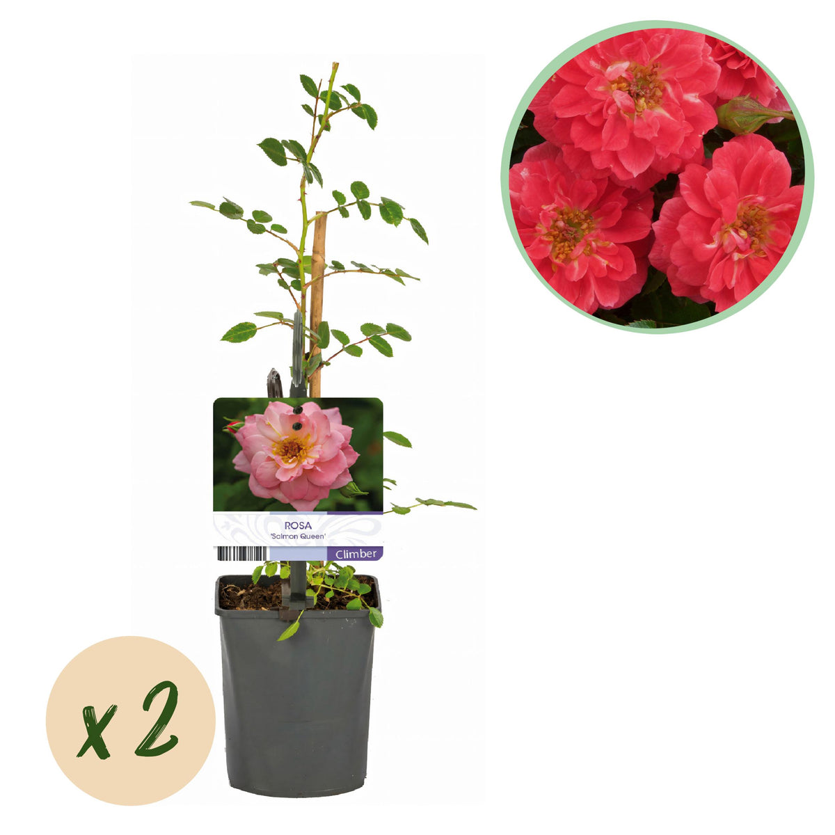 Green boutiQ - Klimroos - Rosa Salmon Queen - Bloem Licht roze - Weinig onderhoud - 2 planten - Pot 11cm Hoogte 40cm