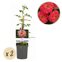 Green boutiQ - Klimroos - Rosa Salmon Queen - Bloem Licht roze - Weinig onderhoud - 2 planten - Pot 11cm Hoogte 40cm