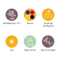 Green boutiQ - Fruitplanten - Rainbow - Rode Bes - Gele Framboos - Zwarte Braam - Blauwe Bes - Winterhard - 4 Planten - Pot  9cm