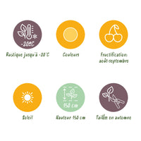 Green boutiQ - Fruitplanten - Framboos - Rubus idaeus Fallgold - Winterhard - 6 Planten - Pot 9 cm - Gele Framboos