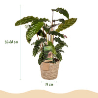 Green BoutiQ - Green is... Kamerplanten - Calathea Rufibarba - Pauwen plant - Weinig onderhoud - met mand - Groen - 1 Plant - Pot 17cm - Hoogte 55-60cm