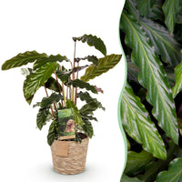 Green BoutiQ - Green is... Kamerplanten - Calathea Rufibarba - Pauwen plant - Weinig onderhoud - met mand - Groen - 1 Plant - Pot 17cm - Hoogte 55-60cm