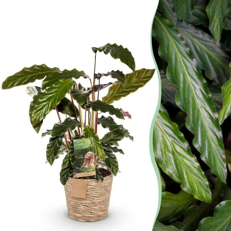 Green BoutiQ - Green is... Kamerplanten - Calathea Rufibarba - Pauwen plant - Weinig onderhoud - met mand - Groen - 1 Plant - Pot 17cm - Hoogte 55-60cm