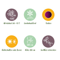 Green boutiQ - Terrasplant - Japanse Esdoorn - Acer palmatum Trompenburg -Donker Paars - 1 Plant - Bladverliezend - Pot 19cm Hoogte 70cm