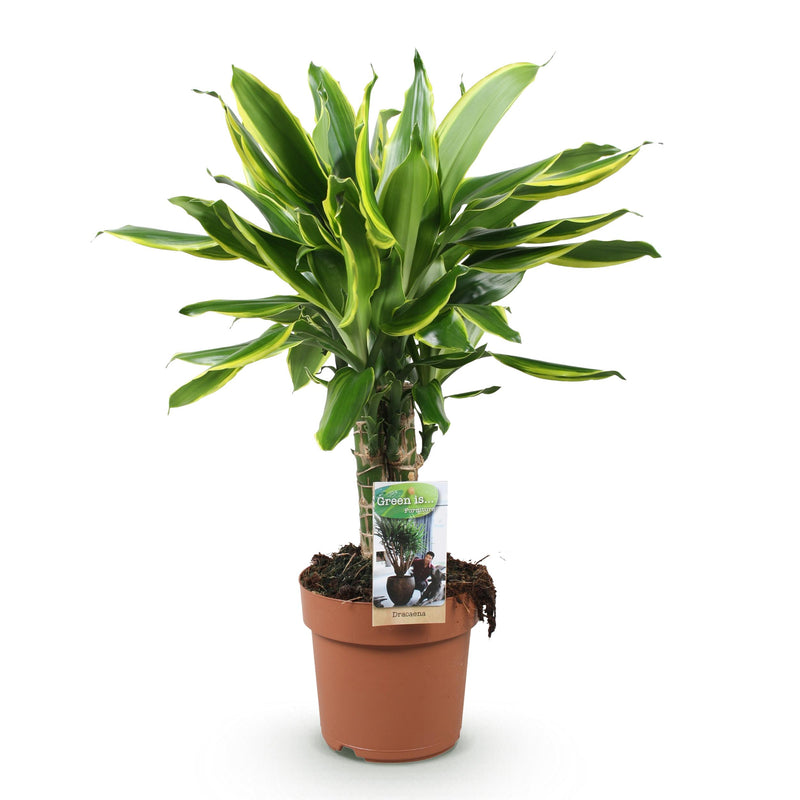 Green BoutiQ - Green is... Kamerplanten - Dracaena fragrans Golden Coast - Drakenbloedboom - Weinig onderhoud - Groen - 1 Plant - Pot 17cm - Hoogte 50-55cm