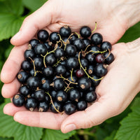 Green boutiQ - Fruitplanten - Zwarte Bes - Ribes nigrum Titania - Winterhard - 6 Planten - Pot 9 cm - Zwarte Bes