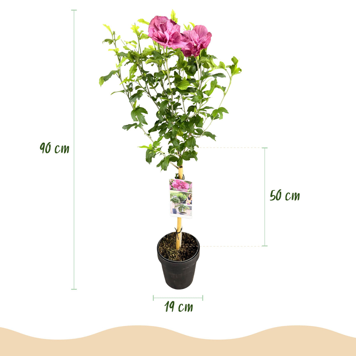 Green boutiQ - Plant op Stam - Hibiscus syriacus Magenta Chiffon® - Terras Plant - Bladverliezend - Winterhard - Roze Bloem - Pot 19cm Hoogte 90cm