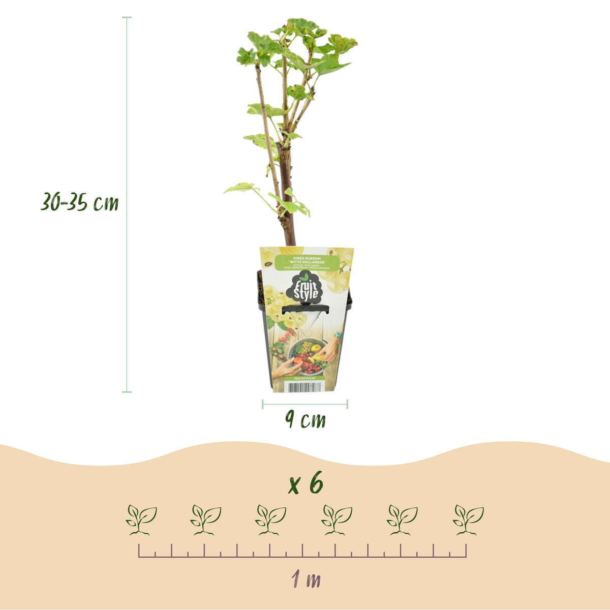 Green boutiQ - Fruitplanten - Wiite Bes - Ribes rubrum Witte Hollander - Winterhard - 3 Planten - Pot 9 cm - Witte Bes