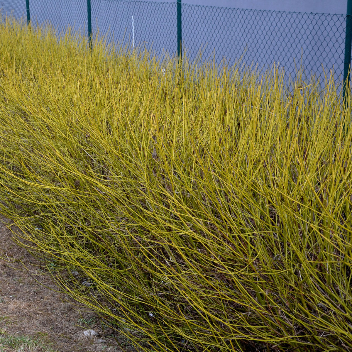 Green boutiQ - Heesters - Cornus alba Flaviramea - Groene Takken - 1 Plant - Bladverliezend - Weinig Onderhoud - Pot 17cm Hoogte 45cm