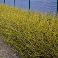 Green boutiQ - Heesters - Cornus alba Flaviramea - Groene Takken - 1 Plant - Bladverliezend - Weinig Onderhoud - Pot 17cm Hoogte 45cm