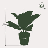 Kunstplant - Scindapsus Pictus - Geluksplant - 30 cm