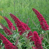 Green boutiQ - Vlinderstruik - Buddleja davidii Royal Red - Bloem Rood - 1 Plant - Bladverliezend - Vlinderlokkend -  Pot 17cm Hoogte 25cm