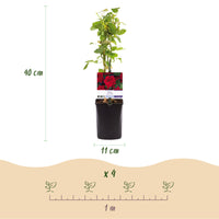 Green boutiQ - Klimroos - Rosa Red Climber - Bloem Rood - Weinig onderhoud - 2 planten - Pot 11cm Hoogte 40cm