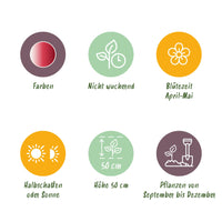 Green boutiQ - Bloembollen - Tulp Hemisphere mix - Diversen Kleuren - 12 stuks - Bolmaat 11/12 - XXL Pack