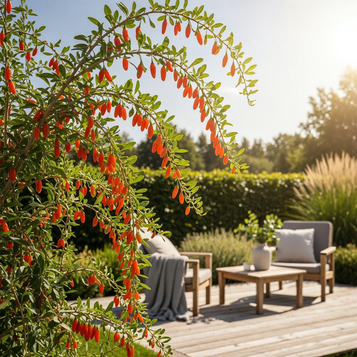 Green boutiQ - Fruitplanten - Goijbes - Lycium Barbarum - Winterhard - 3 Planten - Pot  9 cm - Oranje - Rode Vrucht