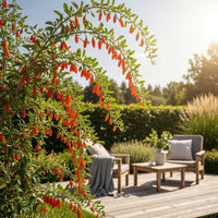 Green boutiQ - Fruitplanten - Goijbes - Lycium Barbarum - Winterhard - 3 Planten - Pot  9 cm - Oranje - Rode Vrucht