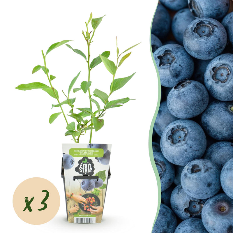 Green boutiQ - Fruitplanten - Blauwe Bes - Vaccinium corymbossum Goldtraube - Winterhard - 3 Planten - Pot 9 cm - Blauwe Bes