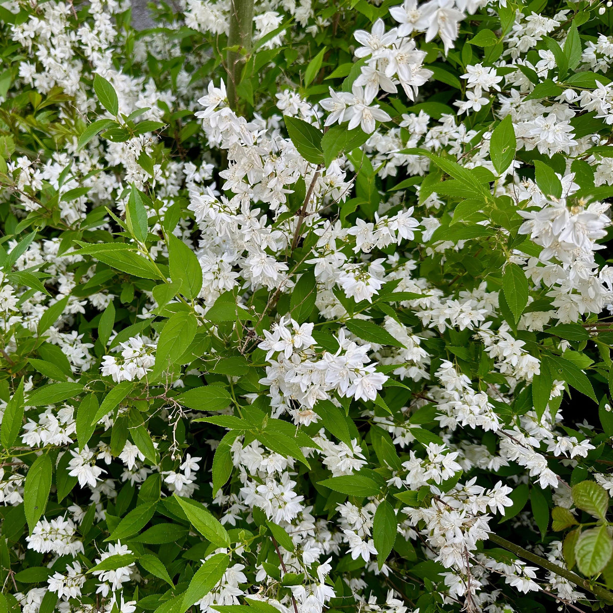 Green boutiQ - Heesters - Deutzia Gracilis