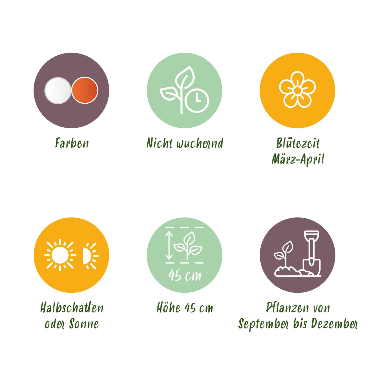 Green boutiQ - Bloembollen - Narcis Replete - Kleur Wit en Oranje - 10 stuks - Bolmaat 10/12 - XXL Pack