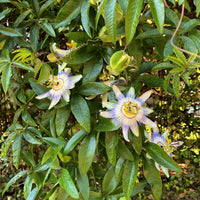 Green boutiQ - Passiebloem - Passiflora caerulea  - Bloem Blauw met Groen Wit - Weinig onderhoud - 2 planten - Pot 11cm Hoogte 40cm