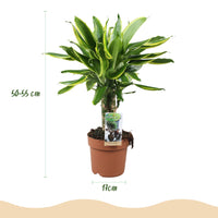 Green BoutiQ - Green is... Kamerplanten - Dracaena fragrans Golden Coast - Drakenbloedboom - Weinig onderhoud - Groen - 1 Plant - Pot 17cm - Hoogte 50-55cm