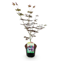 Green boutiQ - Terrasplant - Japanse Esdoorn - Acer palmatum Trompenburg -Donker Paars - 1 Plant - Bladverliezend - Pot 19cm Hoogte 70cm