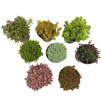 Green boutiQ - Bodembedekker - Winterhard - Alpine Mix - 8 Planten - Diversen Kleuren  - Weinig Onderhoud - Pot 14 Hoogte 17