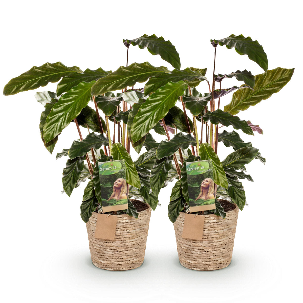 Green BoutiQ - Green is... Kamerplanten - Calathea Rufibarba - Pauwen plant - Weinig onderhoud - met mand - Groen - 2 Planten - Pot 17cm - Hoogte 55-60cm