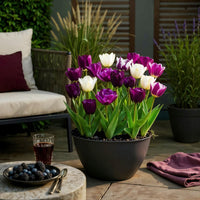 Green boutiQ - Bloembollen - Tulp Blueberry mix - Diversen Kleuren - 12 stuks - Bolmaat 11/12 - XXL Pack
