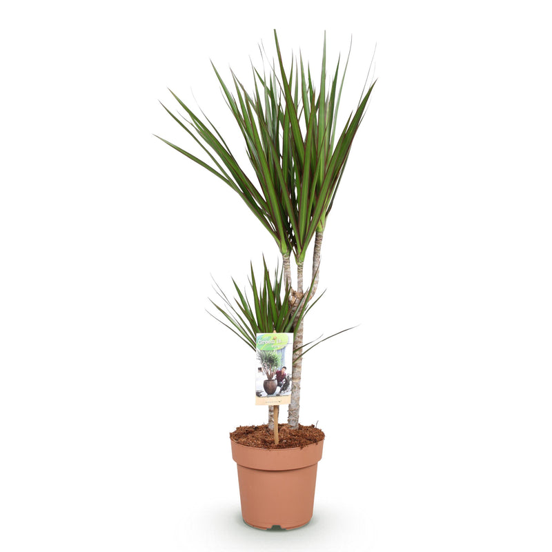 Green BoutiQ - Green is... Kamerplanten - Dracaena Marginata - Drakenbloedboom - Weinig onderhoud - Groen - 1 Plant - Pot 17cm - Hoogte 70-80cm