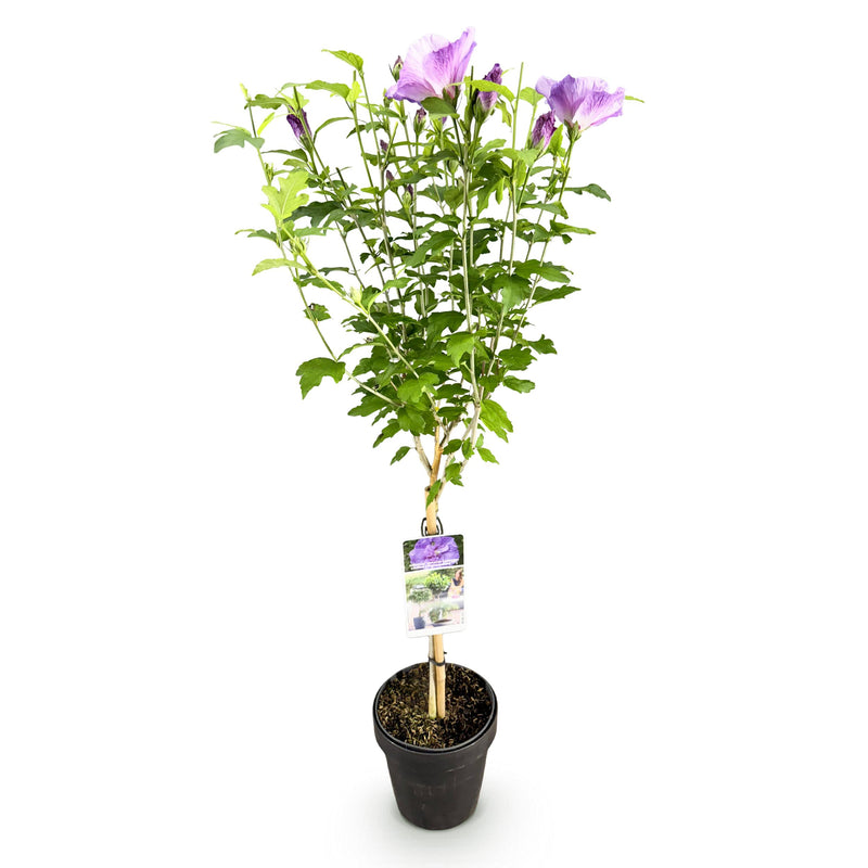 Green boutiQ - Plant op Stam -Hibiscus syriacus Lavendor Chiffon® - Terras Plant - Bladverliezend - Winterhard - Paarse Bloem - Pot 19cm Hoogte 90cm